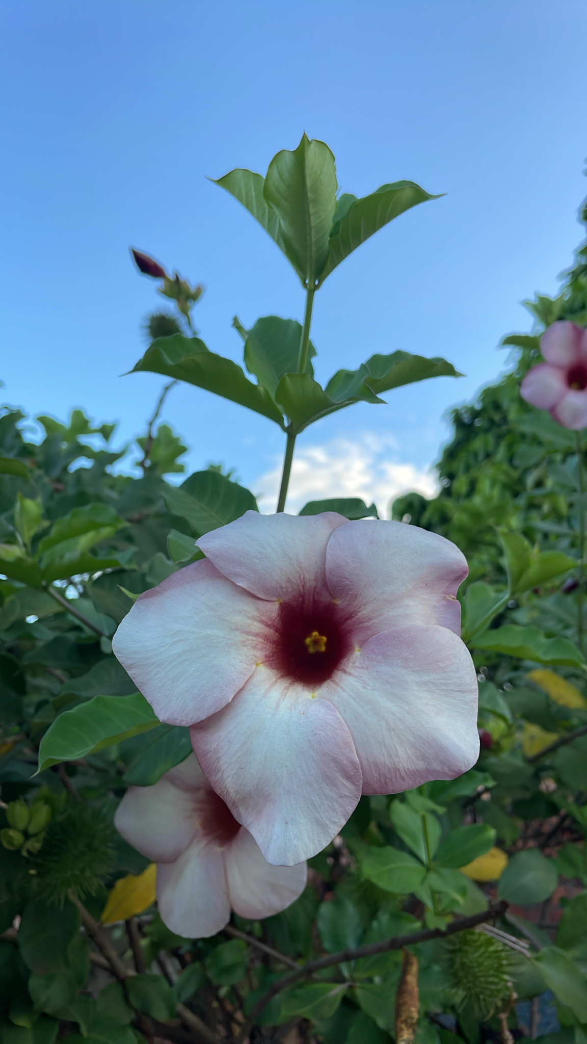 Allamanda blanchetii