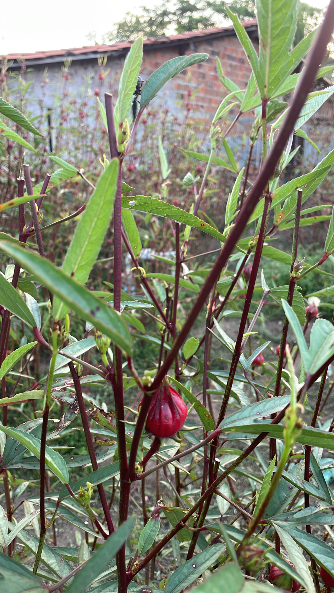 Hibiscus sabdariffa