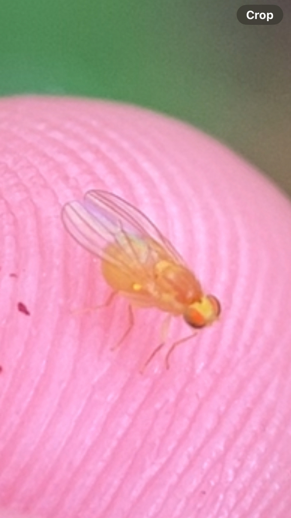 Gymnochiromyia maculiventris