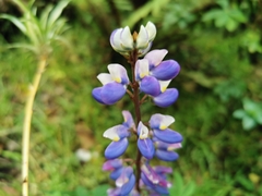 Lupinus bogotensis