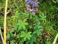 Lupinus bogotensis