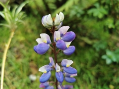 Lupinus bogotensis