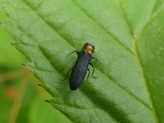 Agrilus ruficollis