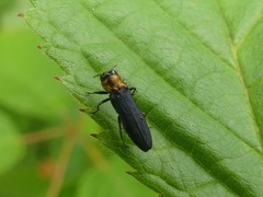 Agrilus ruficollis