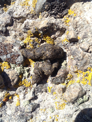 Marmota flaviventris