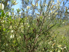 Melaleuca microphylla
