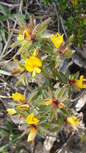 Image of Pultenaea trinervis by (c) Andrew Thornhill, some rights reserved (CC BY)