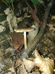 Inocybe asterospora