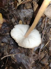 Inocybe asterospora