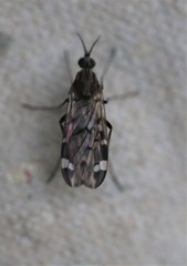 Sylvicola alternatus