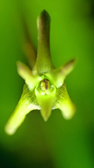 Maxillaria jacquelineana