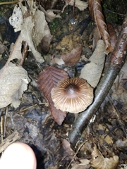 Inocybe asterospora