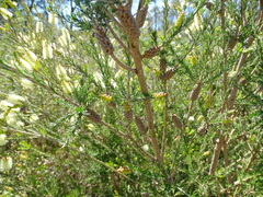 Melaleuca microphylla