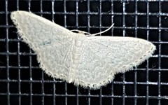 Idaea eretmopus