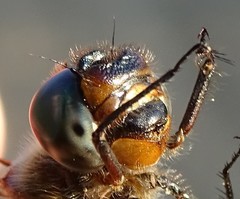 Somatochlora kennedyi