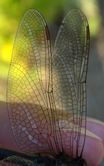 Somatochlora kennedyi