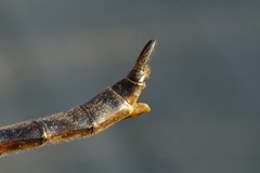 Somatochlora kennedyi