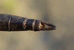 Somatochlora kennedyi