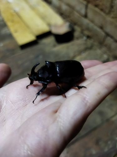 European Rhinoceros Beetle