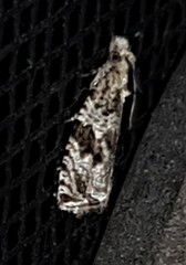 Metrioglypha phyllodes