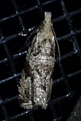 Metrioglypha phyllodes