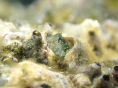 Zebraface Blenny photo 3