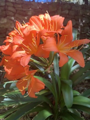 Clivia miniata miniata