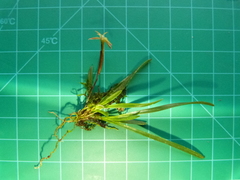 Maxillaria jacquelineana