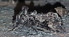 Ctenoplusia limbirena