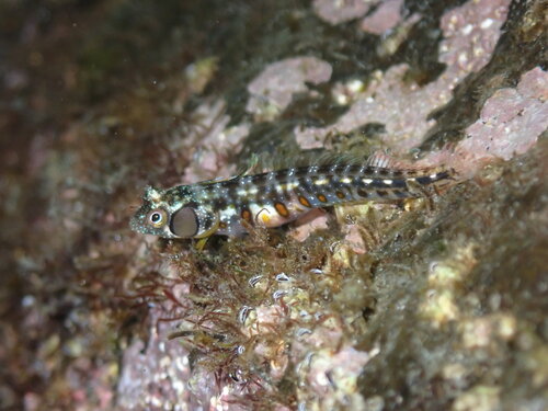 Browncheek blenny (Acanthemblemaria crockeri) — Chaenopsidae — 5