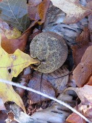 Lycoperdon nigrescens