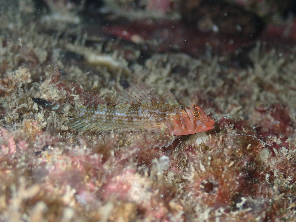 Netvormige drievinslijmvis (Enneanectes reticulatus) — Tripterygiidae