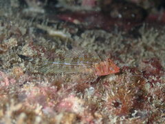 Flag Triplefin photo 2