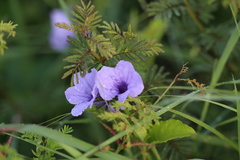 Ruellia simplex