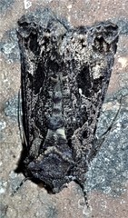 Ctenoplusia limbirena
