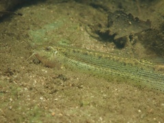 Misgurnus dabryanus