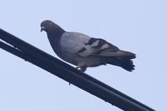 Columba livia