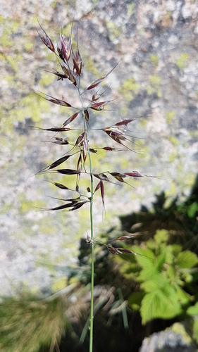 Helictotrichon sedenense, photograph 1