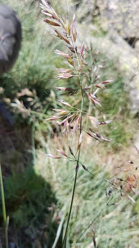 Helictotrichon sedenense, photograph 3