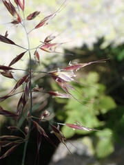 Helictotrichon sedenense, photograph (c) Joan Simon, some rights reserved (CC BY)