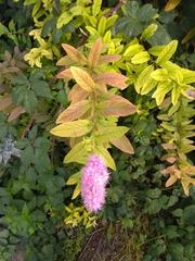 Spiraea × billardii