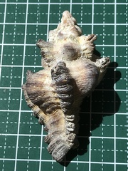 Chicoreus brunneus