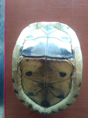 Cuora amboinensis kamaroma