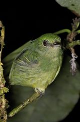 Lepidothrix coronata