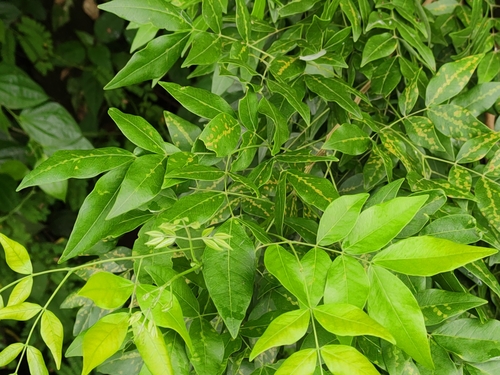 Albizia adinocephala, 2025-07-18
