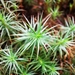 Juniper Haircap Moss - Photo (c) Carlos G Velazco-Macias, some rights reserved (CC BY-NC), uploaded by Carlos G Velazco-Macias