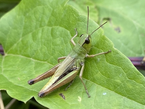 Meadow Grasshopper