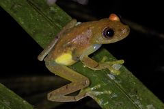 Boana cinerascens