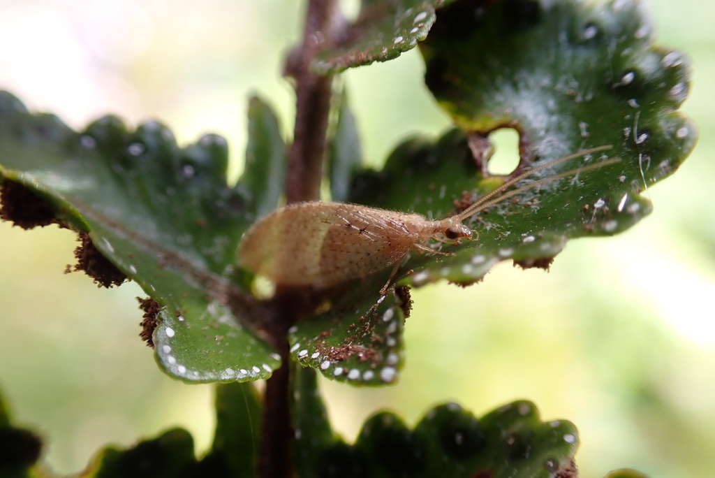 Brown lacewing