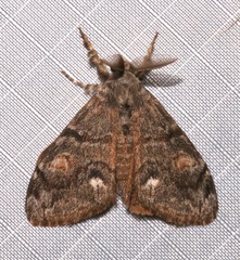 Orgyia pseudotsugata